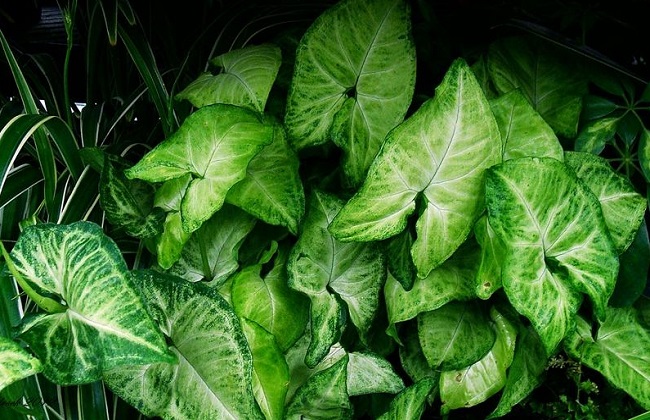 合果芋蔫了怎么办,合果芋干枯发黄