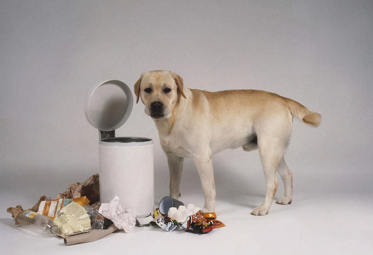 拉布拉多犬老是在主人脚下睡觉,怎么训练拉布拉多在马桶上厕所