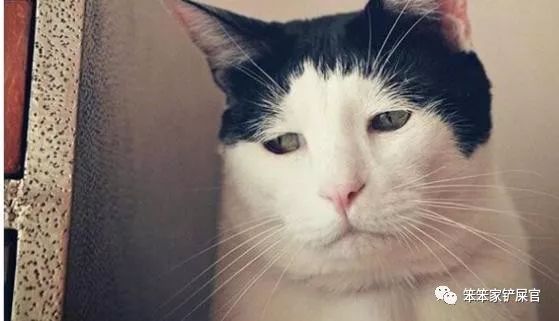 你家猫咪抑郁了？一文告诉你如何测试和应对猫咪抑郁症