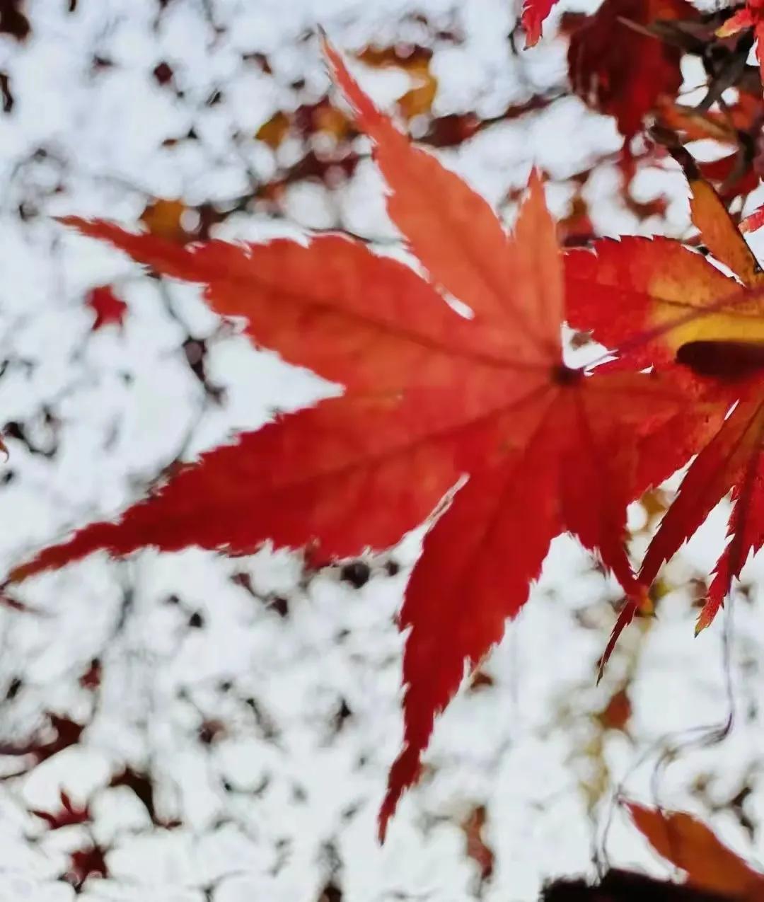上海最美秋景,上海哪些公园可以拍秋景