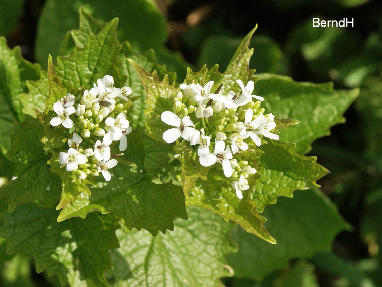 陆龟最喜欢的蔬菜,陆龟爱吃什么