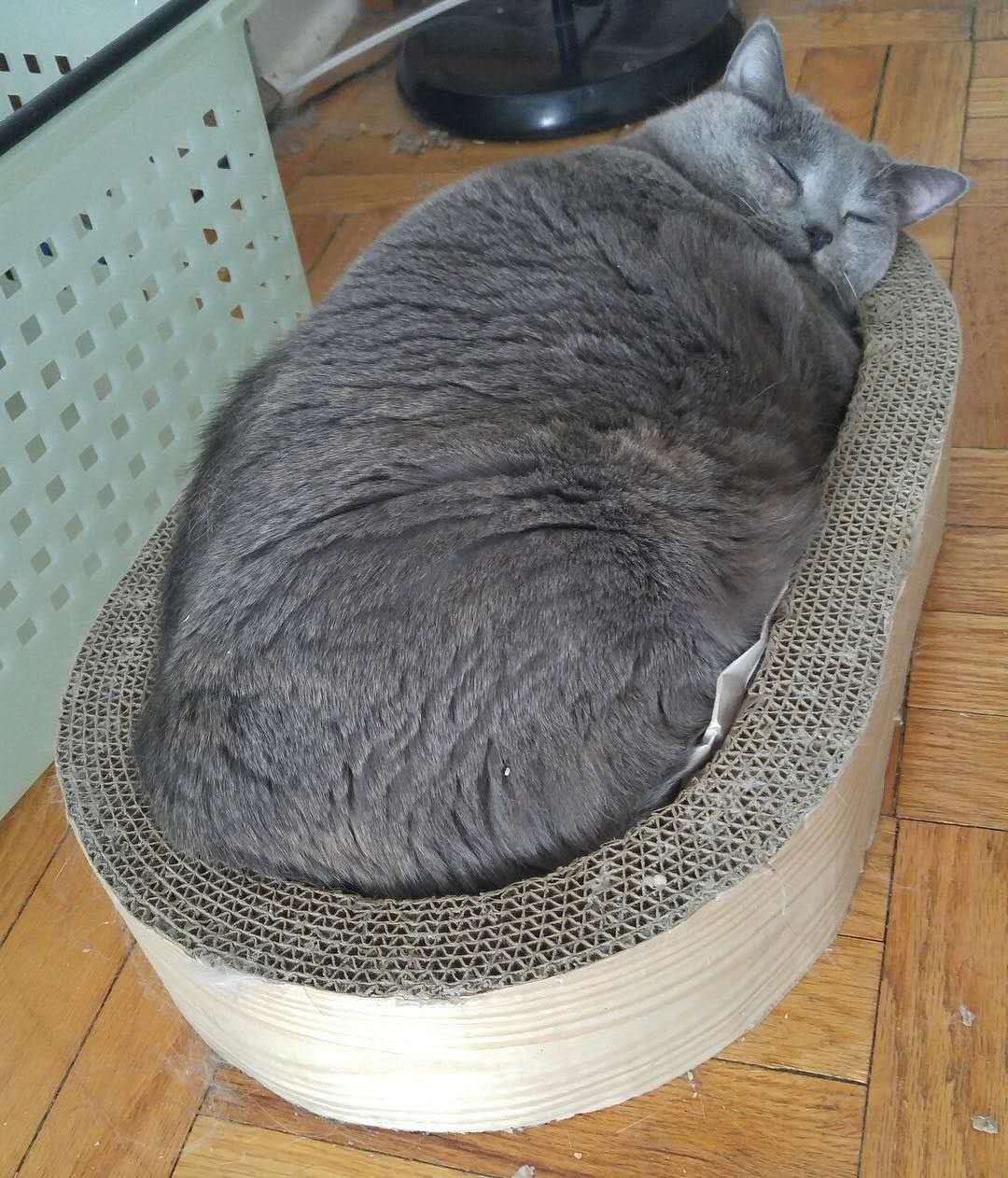 给猫减肥为啥越减越肥,猫减肥的最佳方法