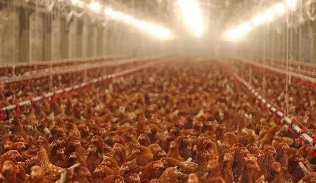 什么时间喂鱼肝油合适,鱼肝油什么时候喂鸡好