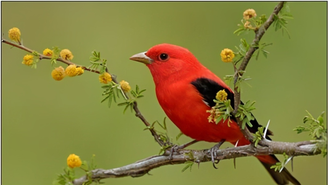 被世界上称为最无畏的动物平头哥,世界上最无所畏惧动物号称平头哥