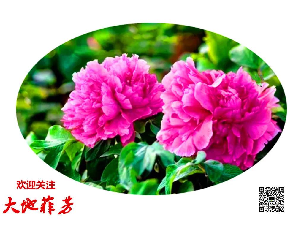 水调歌头湖心亭看雪,水调歌头荷花