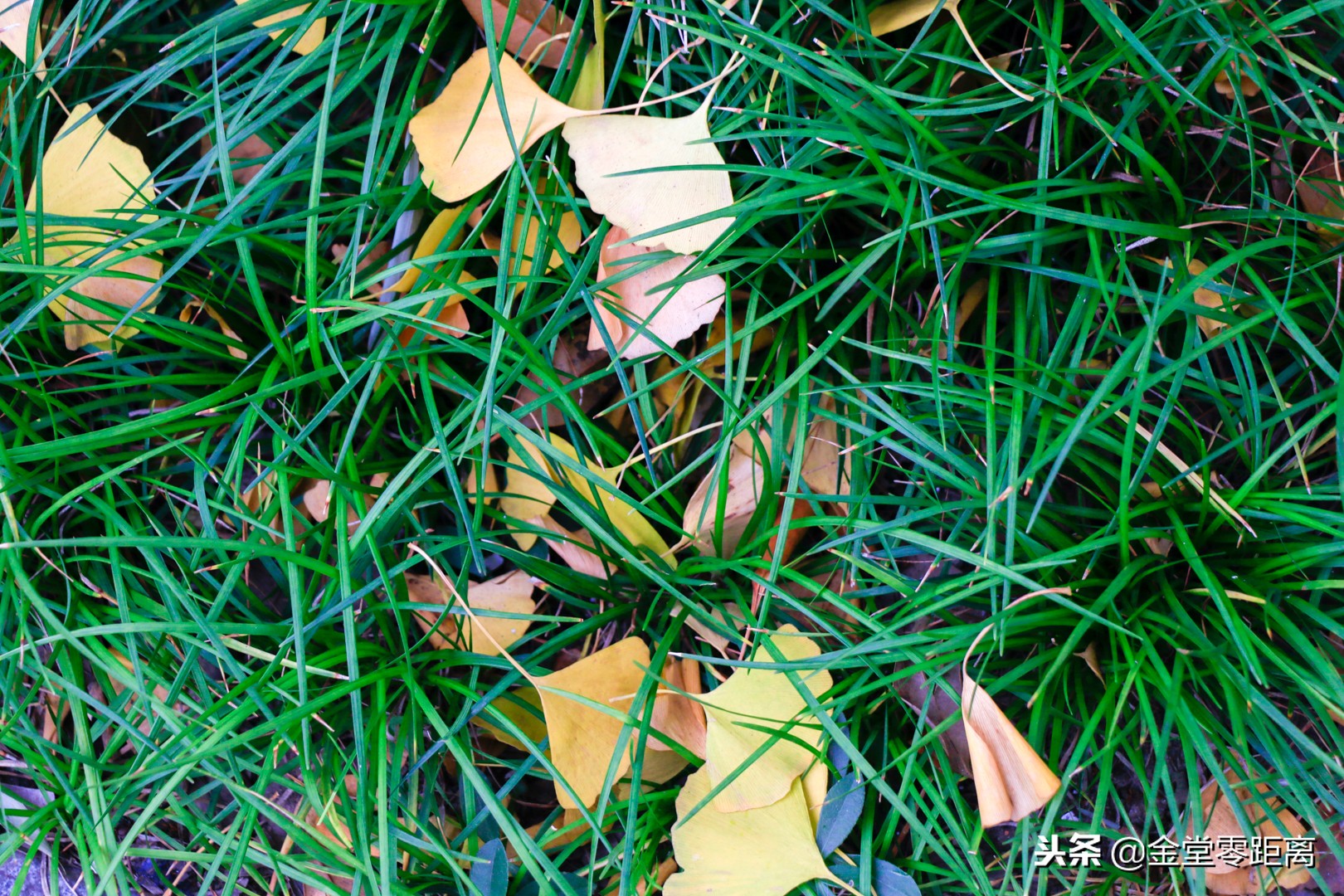 成都文理学院出来怎么样,成都文理学院金堂是本科吗