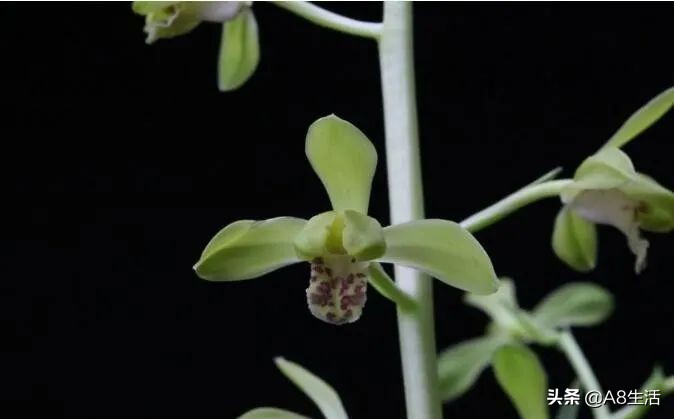 每日一兰花故事～中国兰花.惠兰名品.大一品