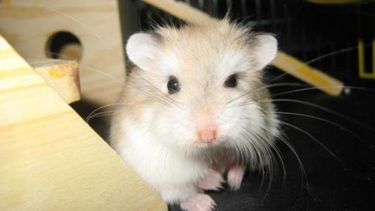 不臭不掉毛的宠物还好养,不咬人不掉毛的宠物推荐