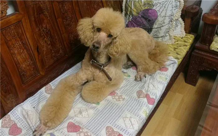 泰迪跟巨贵中间有什么关系呢,泰迪的正确喂养方法如下