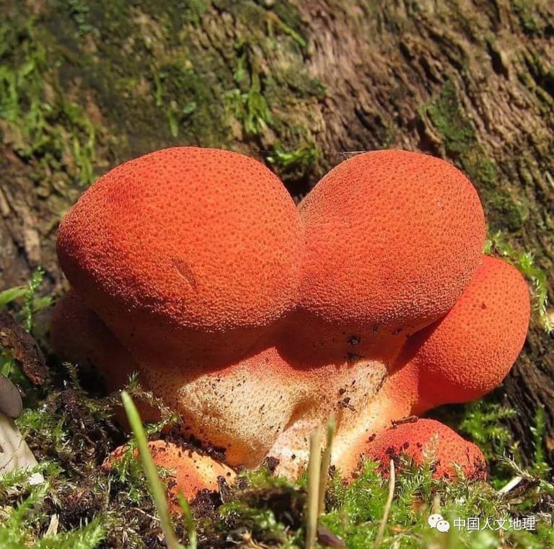 摄影彩色蘑菇,摄影师拍摄迷你蘑菇