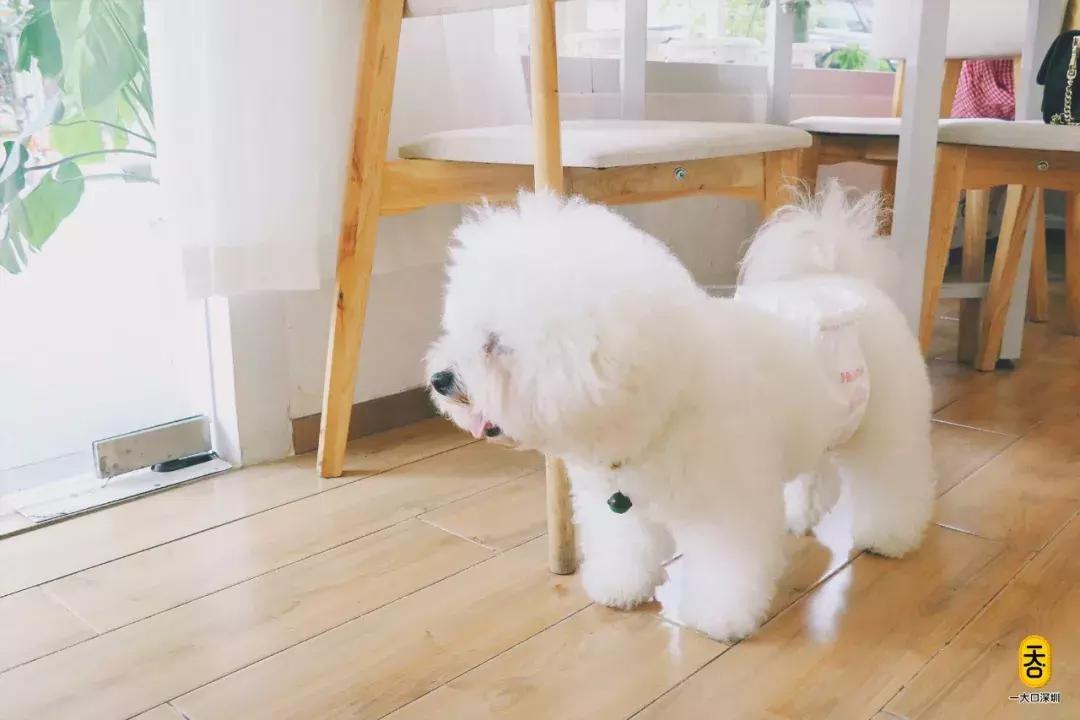 周杰伦到底爱不爱喝奶茶,周杰伦是不是很爱喝奶茶