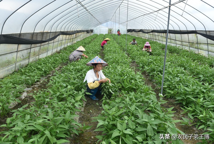 蕹菜田间管理,蕹菜枯萎病