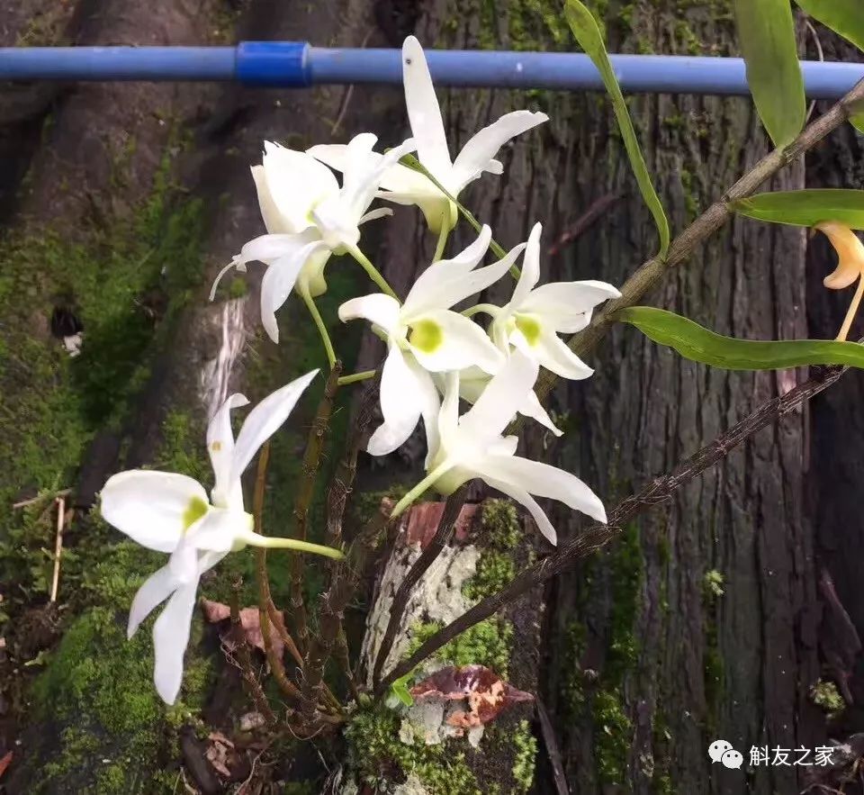 秋石斛兰叶黄了,石斛兰叶子黑尖