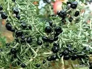 新疆的特殊植物,新疆戈壁上常见的植物