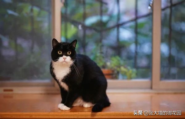 为什么猫咪的胡须不可以剪,猫咪胡子根部长猫癣需要剃胡子吗