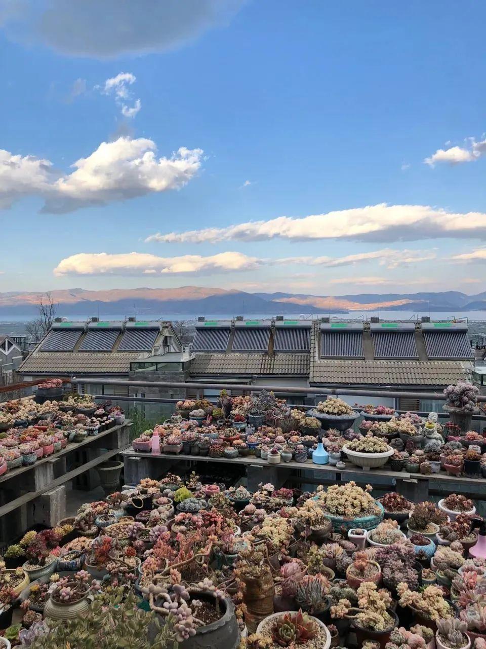 80后夫妻卖房来大理养30万盆多肉,80后夫妻卖房养多肉