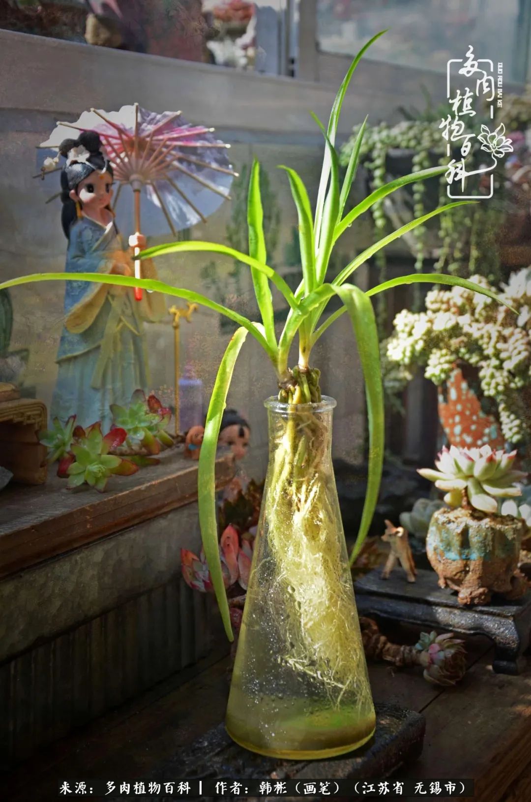 听音乐赏多肉,听音乐赏花赏美景