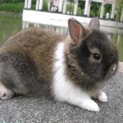 母兔养殖笼自制,如何改造兔笼