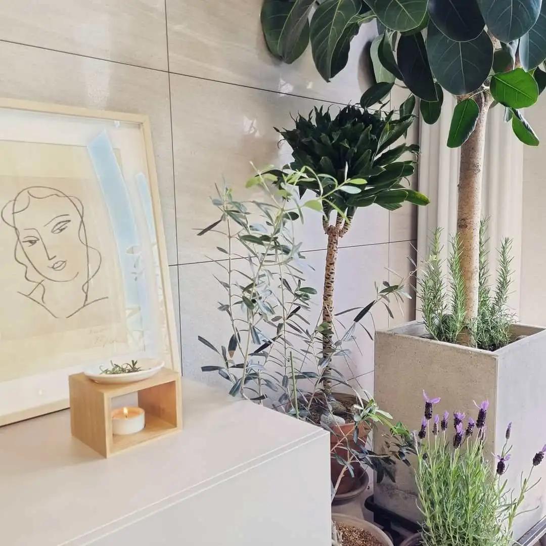 网红必备的高颜值绿植,ins风的网红绿植