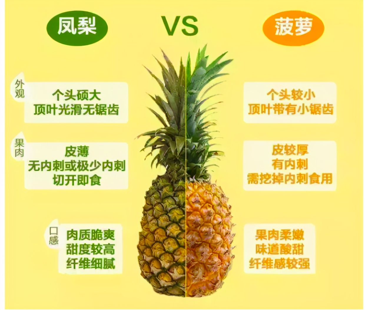 都是名字惹的祸完整版,凤梨和菠萝是不是一个物种
