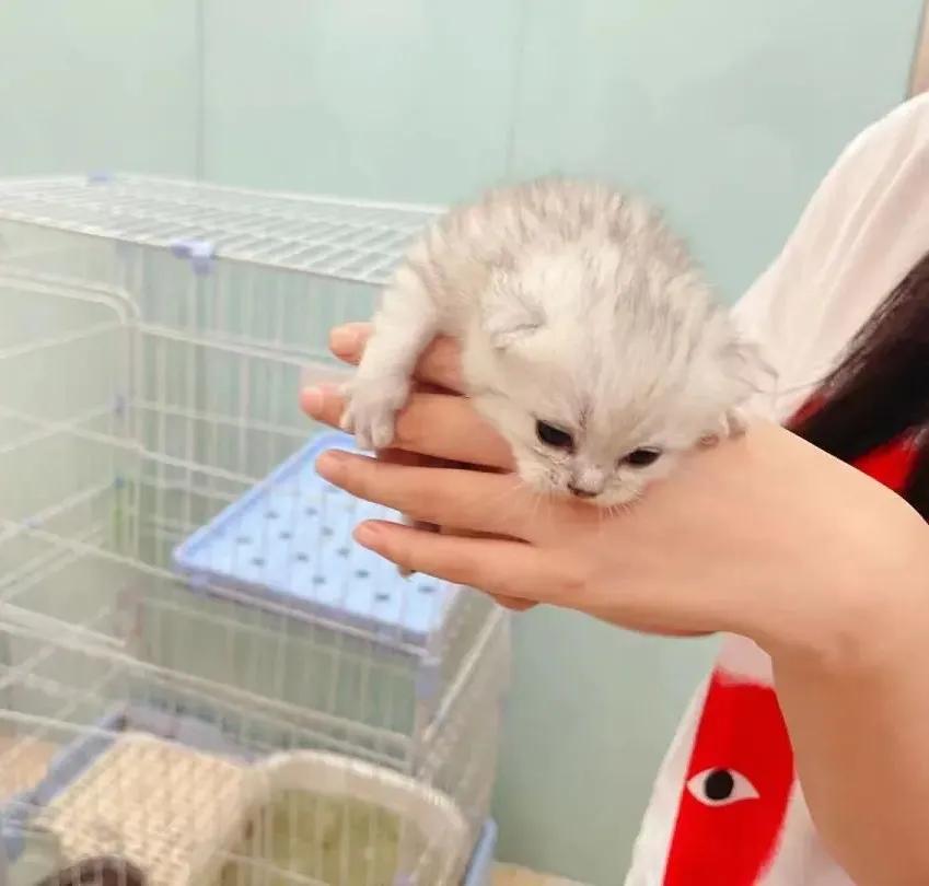 你还在躺平吗？喵星人都出来打工啦