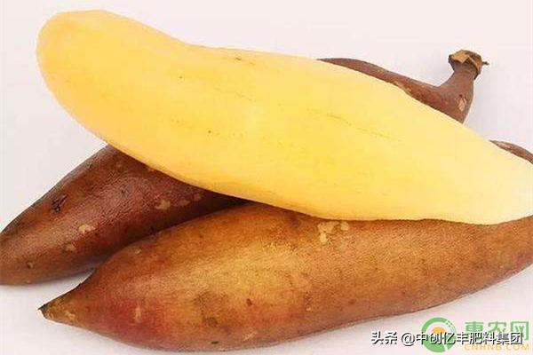 雪莲果的种植方法与管理技术,雪莲果的种植和管理技术