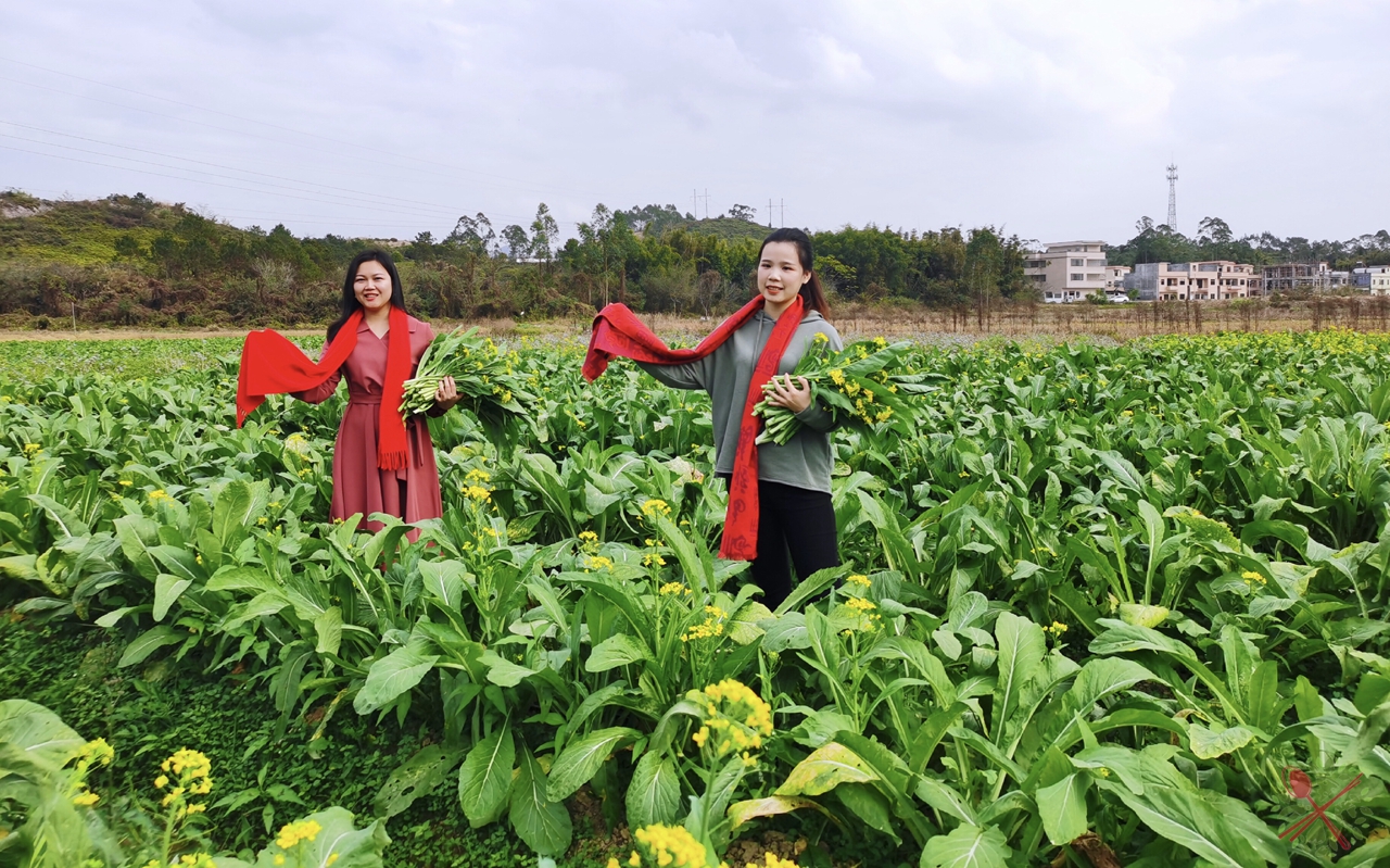 广东人过年必吃的青菜,广东人年夜饭必有的一道菜