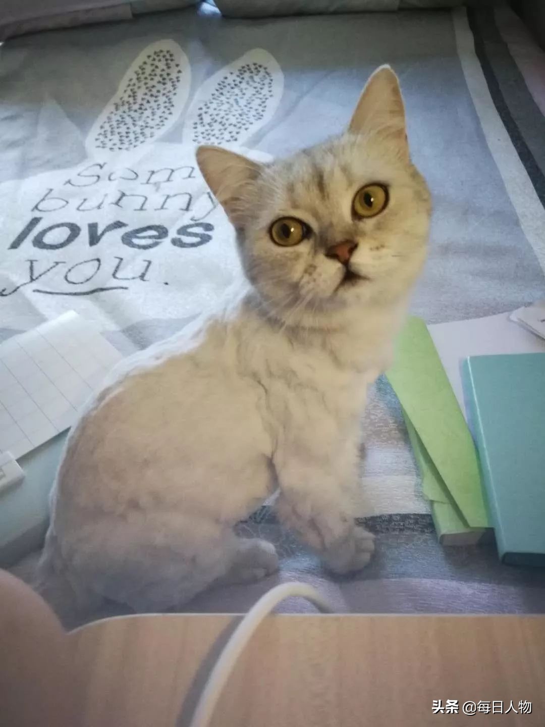 为什么年轻人会养猫,养猫真的能治好癌症吗