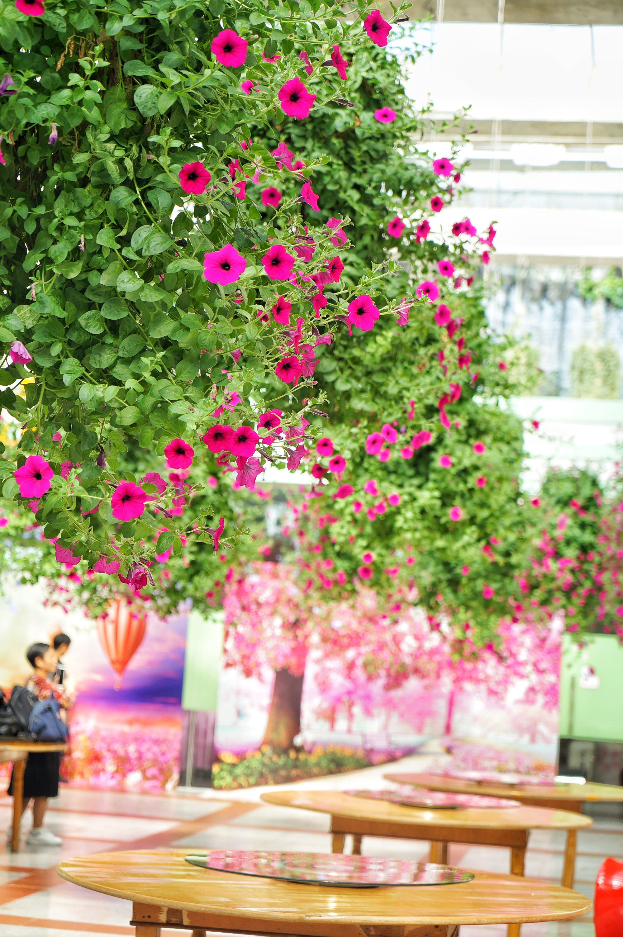 广州粉色浪漫花海,广东秋天粉色花海