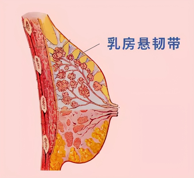 女朋友的胸，为什么忽大忽小？