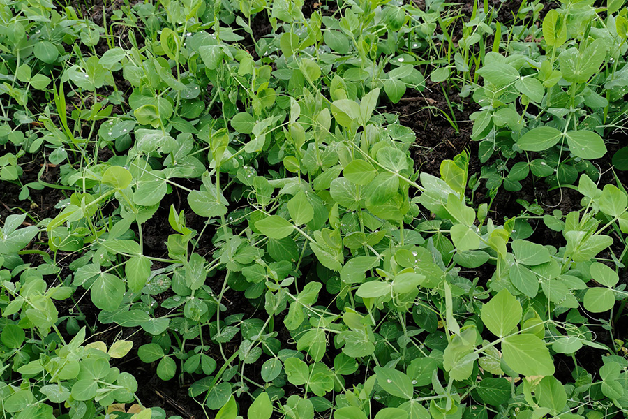 南方人吃龙须菜,南方人吃龙须