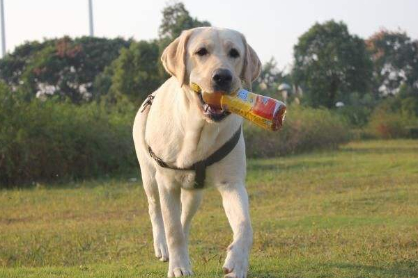 狗狗突然抽搐是什么原因,狗狗间歇抽搐的原因和治疗方法