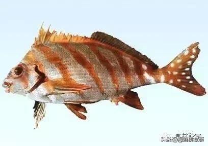 基本绝灭的香港鱼王，不管价格多高，总也拦不住那群嗜鱼如命的人