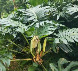 世界这么大你知道有几种水果吗,世界上都有哪些可以吃的水果