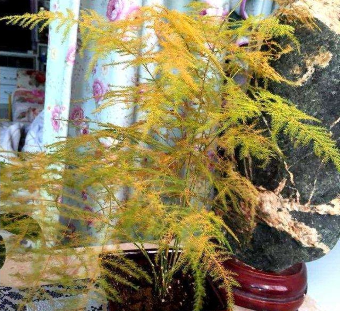 文竹出现黄叶是什么病,文竹全部枯黄了怎么办