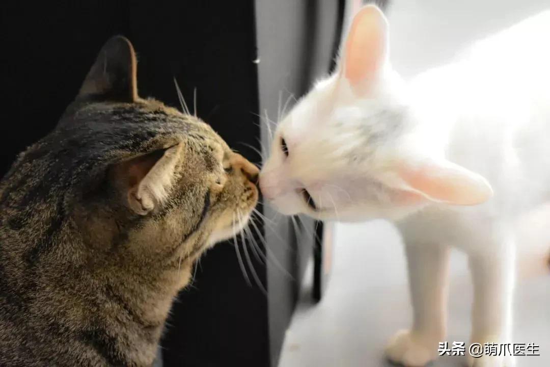 猫：这辈子亲过最狠的嘴…都看见嗓子眼儿了