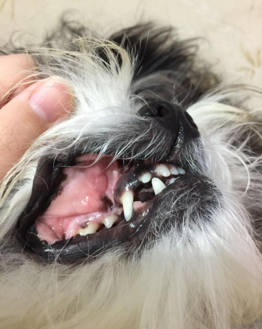 狗狗口炎和口腔癌的区别,狗狗口炎症状图