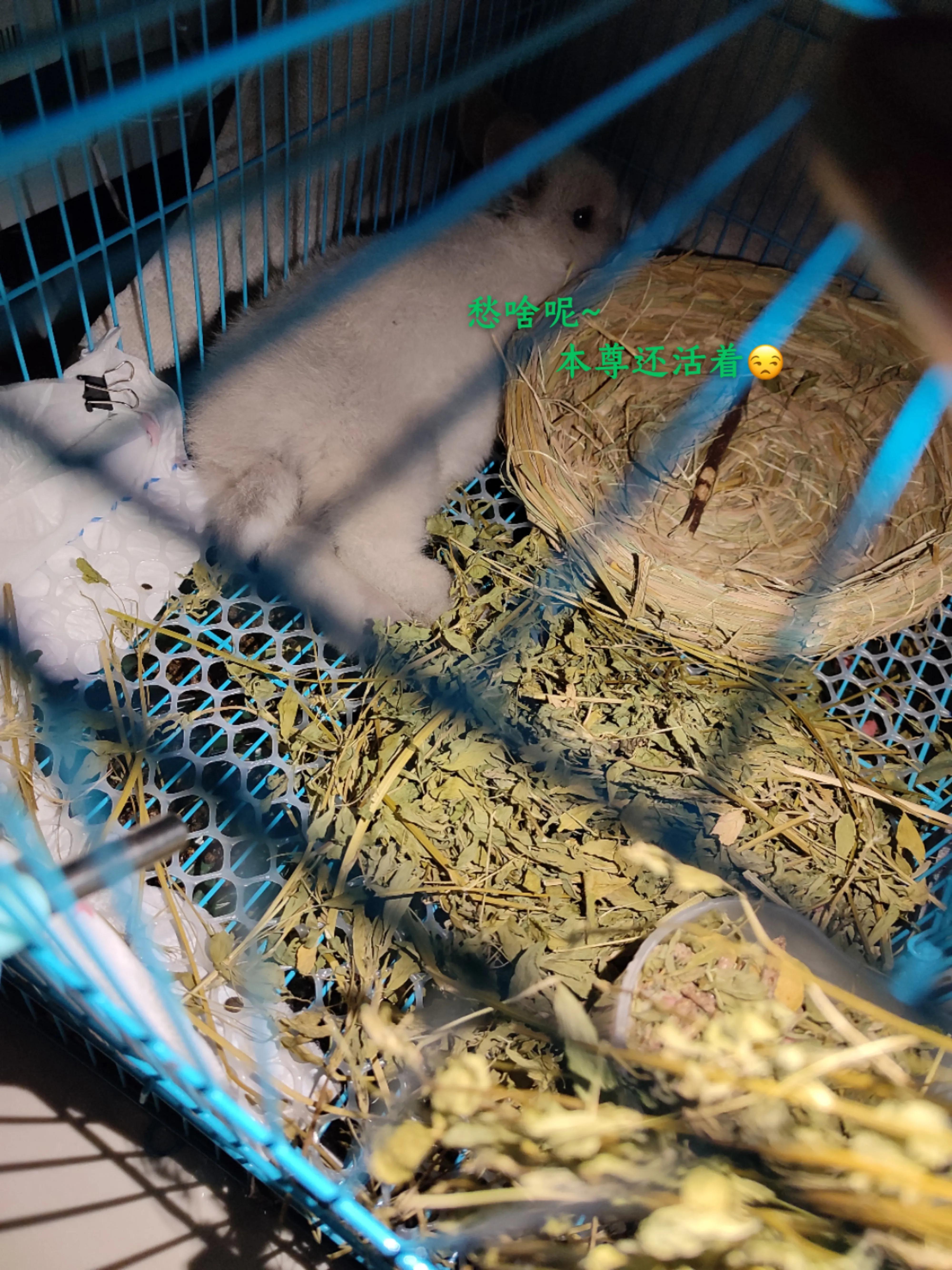 养一只兔子需要什么,养了一只兔子到底有多可爱