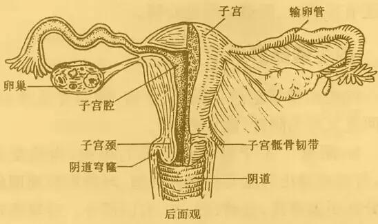 妇科药品知识点,妇科疾病的用药方法及知识