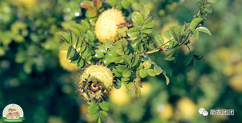 助农团团花溪直播,刺梨原汁精品