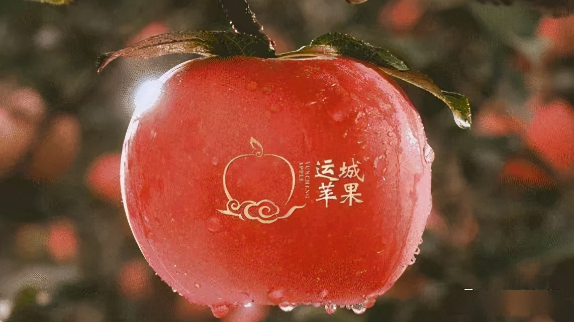 苹果正红景正美!在最甜的时候看最美的运城!