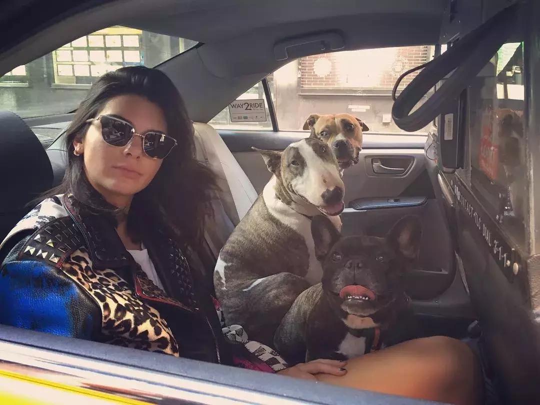 大熊猫一年可以赚钱几个亿,一只猫一年挣3000万