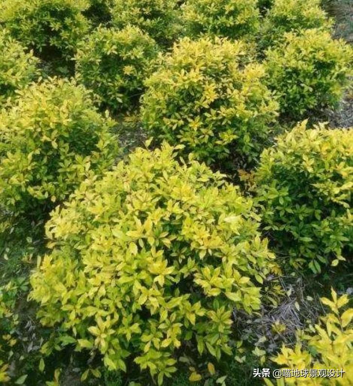 灌木球类植物,灌木植物种类及图片