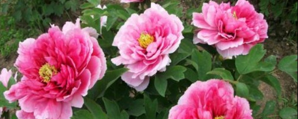 家养牡丹花怎么养,牡丹花室内栽培方法