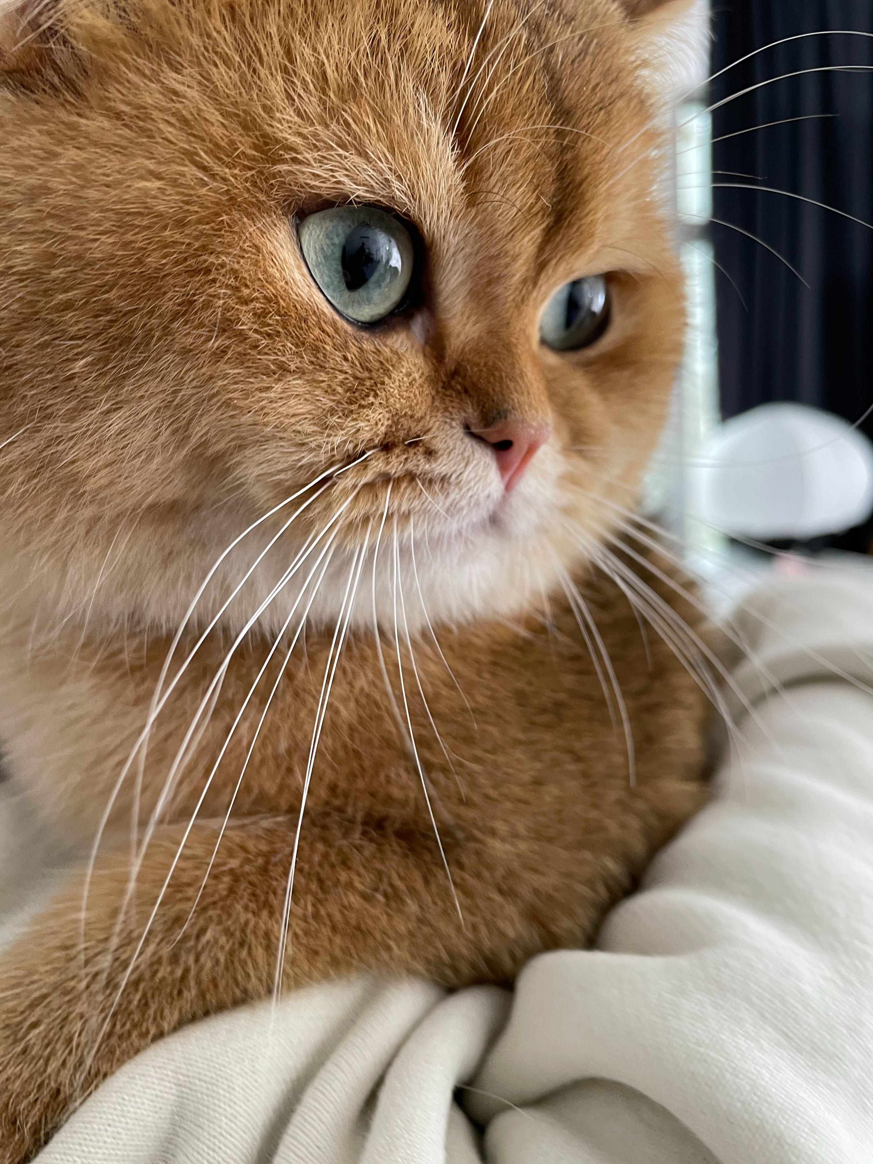 618铲屎官,铲屎官猫粮排名