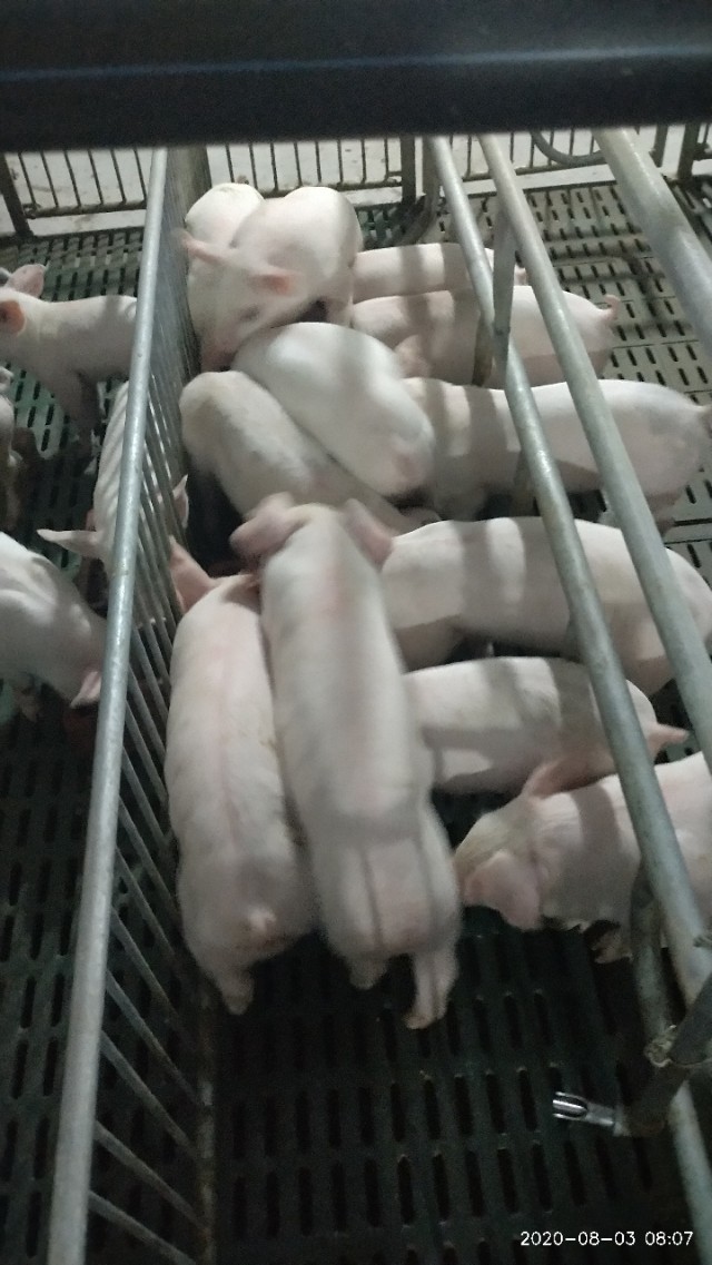 母猪产道有炎症怎么治疗,怀孕母猪有产道炎怎么办