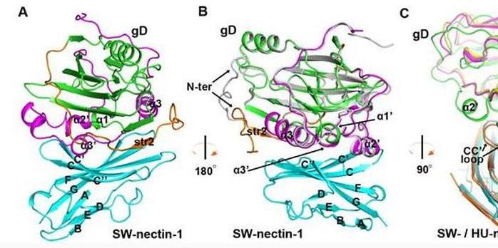 猪伪狂犬疫苗什么时间打合适,猪伪狂犬病的净化科学依据
