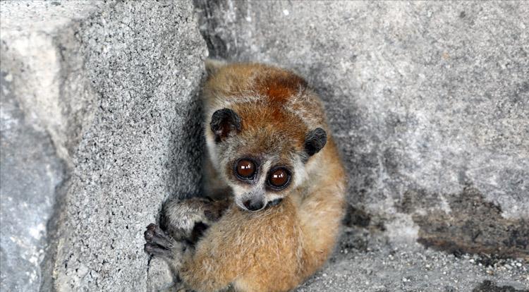 金丝猴受伤怒江金丝猴求救人类,陕西金丝猴受伤求救人类