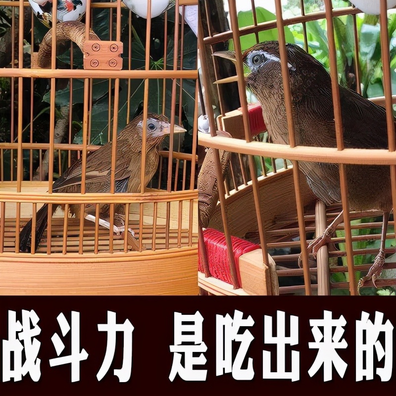 画眉鸟不起性不叫怎么办,画眉鸟不开口叫怎么办呢