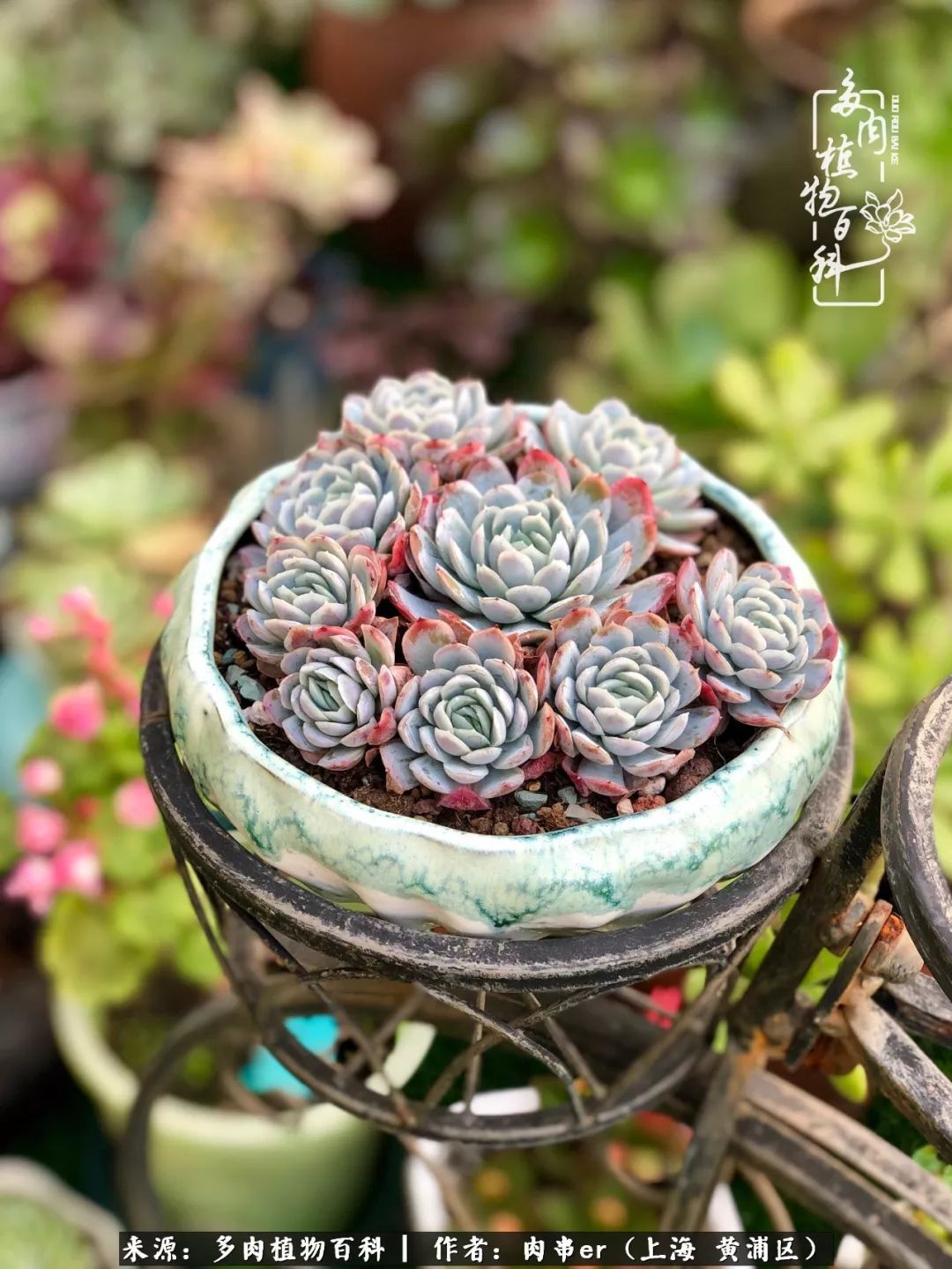 怎么用原相机拍多肉更好看,多肉怎么拍摄好看